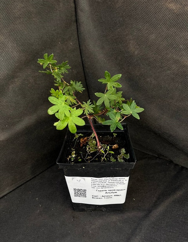 Герань кроваво-красная Альбум 1 шт Р9